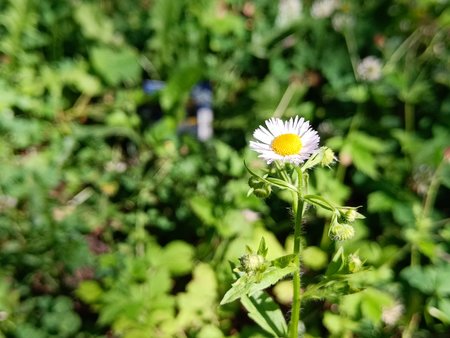 IMG20220525101647_Bokeh.jpg