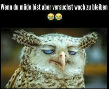 Muede_Eule.jpg