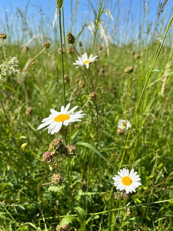 IMG_0116.jpg