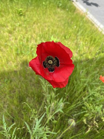 F7078A76-D40C-4F7B-9415-087A04D9EDBD.jpeg
