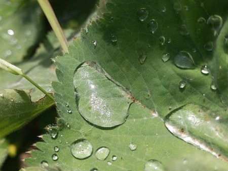 Blatt Wassertropfen 0002.jpg