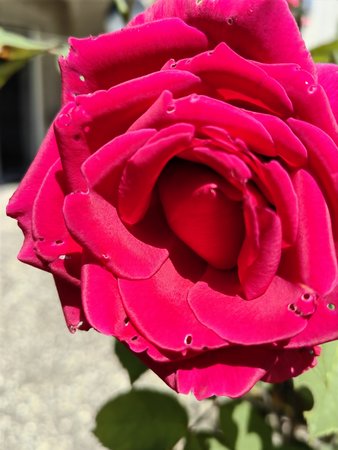 2022-06-06_Rosen-auf-unserer-Terrasse_01.jpg