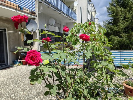 2022-06-06_Rosen-auf-unserer-Terrasse_02.jpg