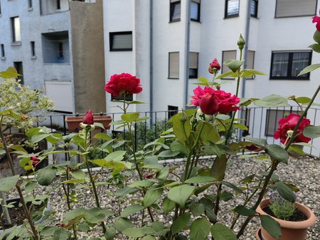 2022-06-06_Rosen-auf-unserer-Terrasse_04.jpg