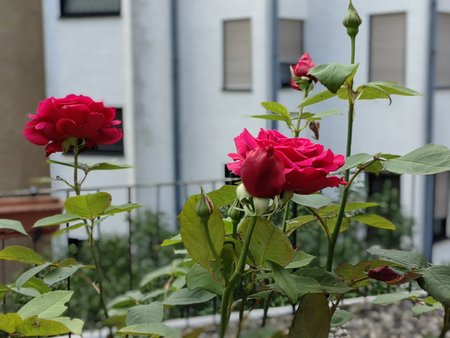 2022-06-06_Rosen-auf-unserer-Terrasse_05.jpg