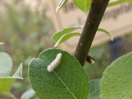 Blatt mit Raupe.jpg