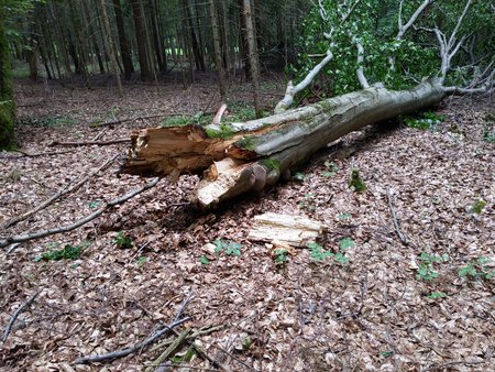 Buche morsch 0002.jpg