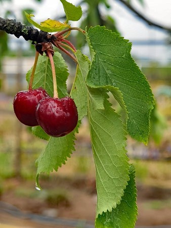 IMG_20220620_160708.jpg