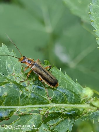 IMG_20220623_092951.jpg
