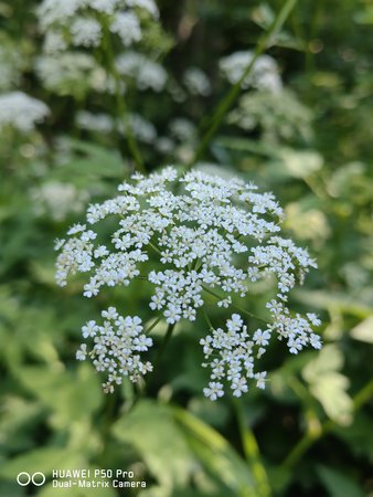 IMG_20220623_092428.jpg