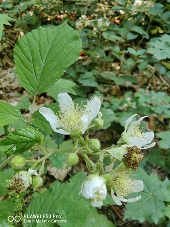 IMG_20220623_091144.jpg
