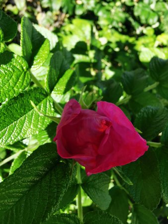 IMG_20220625_081547.jpg