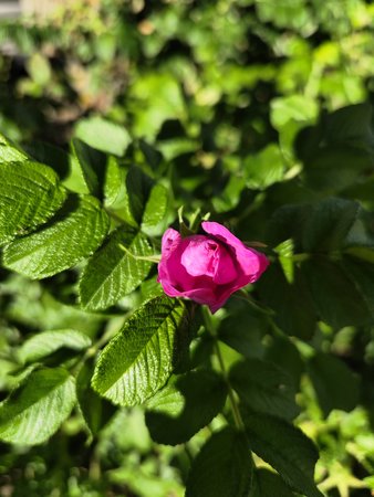 002, X80PAI, 1x, Fokus Blume.jpg