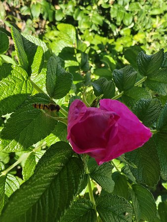 003, X80PAI, Makro, Fokus Blume.jpg