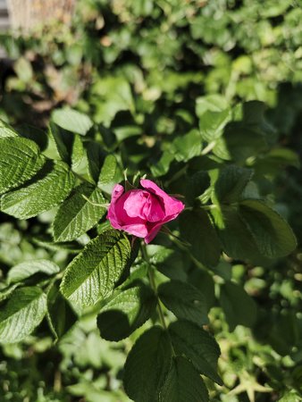 002, X80PNCM, 1x, Fokus Blume.jpg
