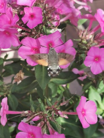 IMG_20220629_161900.jpg