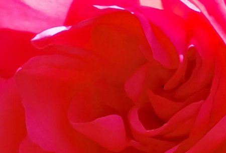 Rose P40 Ausschnitt.JPG