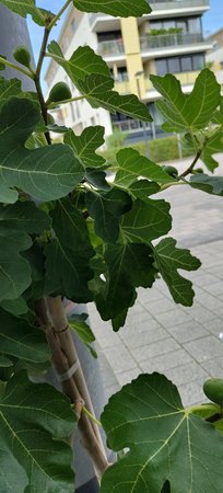 IMG_20220715_085235330.jpg