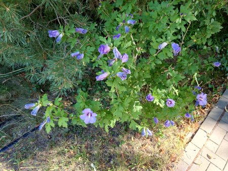 20220810_090630.JPG