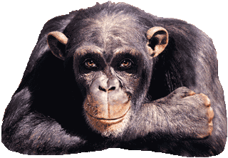 animiertes-daumen-bild-0006.gif