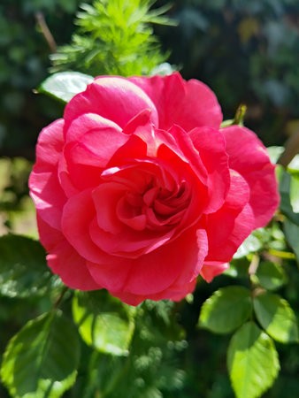 IMG_20220529_125301.jpg