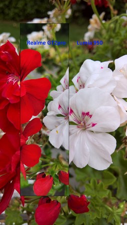 Blume weiß rosa rot.jpg