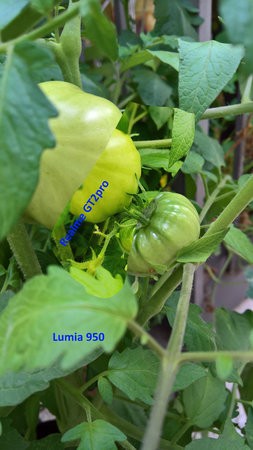 Tomaten grün.jpg