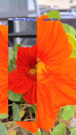 Blume orange.jpg