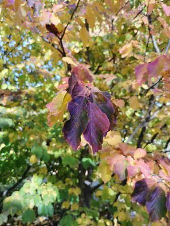 IMG_20221017_144624.jpg