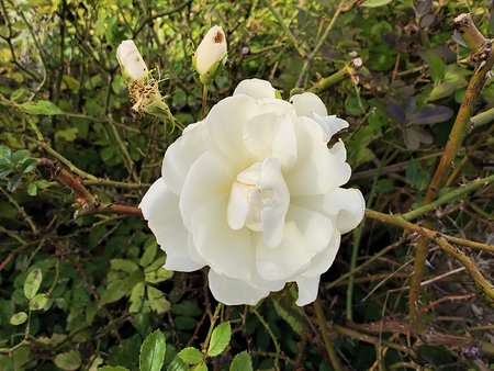 IMG_20221112_114806.jpg