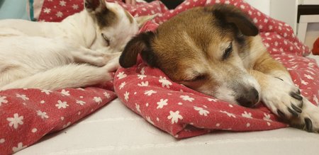 Dogs_of_Maineck.jpg