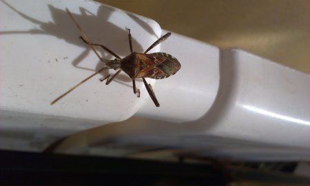 IMAG0008.jpg