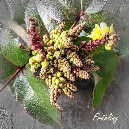 Frühling.jpg