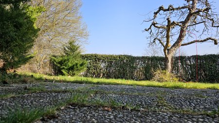 S23 Fokus Baum mittel.jpg