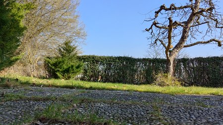 Find X3 Fokus Baum(1).jpg