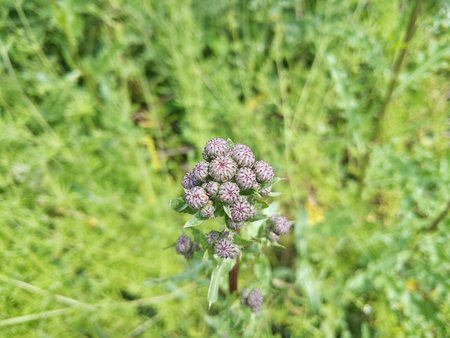 Blüten 00112.jpg