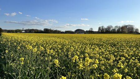 IMG_6234.jpeg