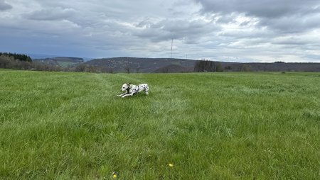 IMG_0154.jpeg