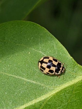 Kugeliger Marienkäfer PXL_20230507_095322312.jpg