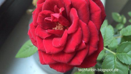 rose.jpg