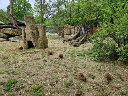 S22_Testbild_Zoo_Banane.jpg