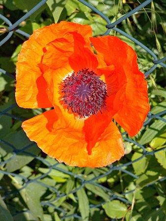 mc_klatschmohn.jpg