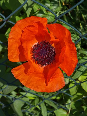 hasli_klatschmohn.jpg