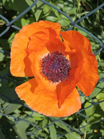 stock_klatschmohn.jpg
