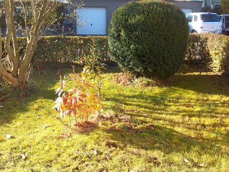 Garten.jpg