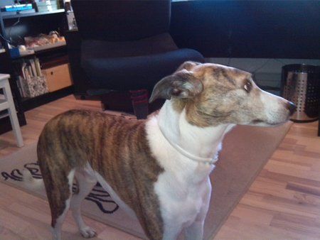 Hund (mit Blitz).jpg