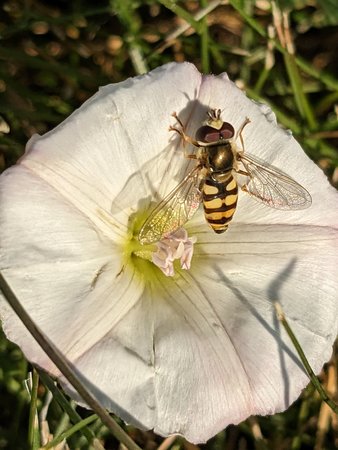 Schwebfliege PXL_20230615_061530564.jpg