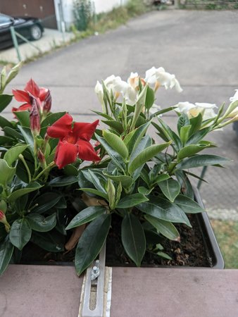 PXL_20230619_183142701.jpg