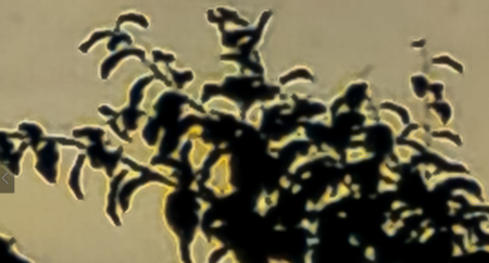 aura.png