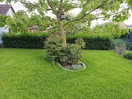 50mp baum.jpg